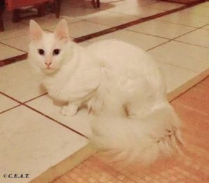 ubaj mosquee bleue