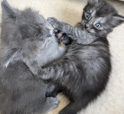 2 chatons 1 mois