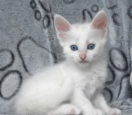 Mâle Blanc yeux bleus