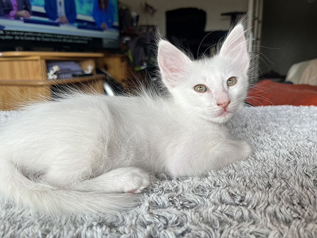 male blanc 1 - 8 semaines'