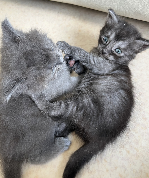 2 chatons 1 mois