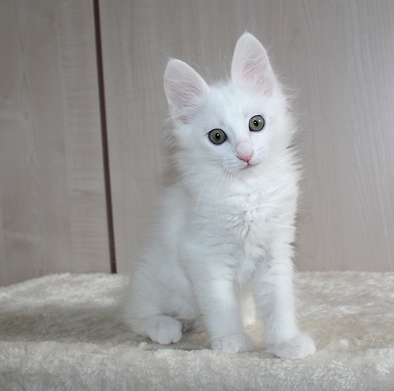 male blanc 8 sem'