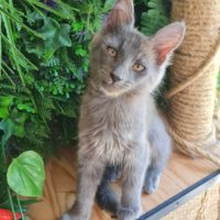 Chatons disponibles